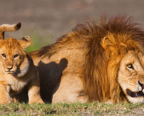 Tanzania, Ngorongoro Conservation Area, Ndutu, male lion with cub
