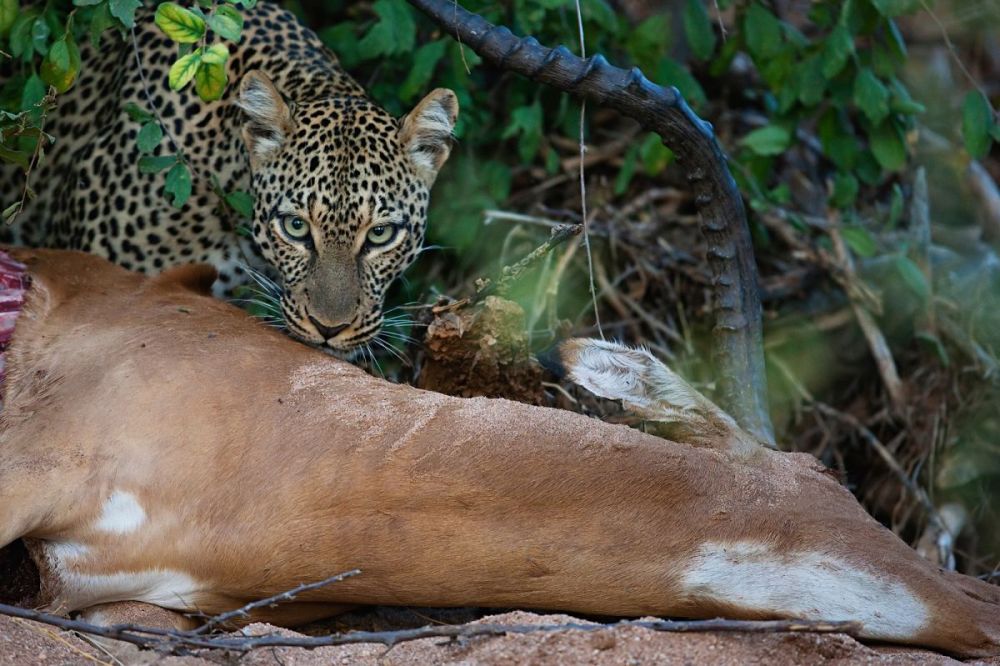 Leopard on impala kill