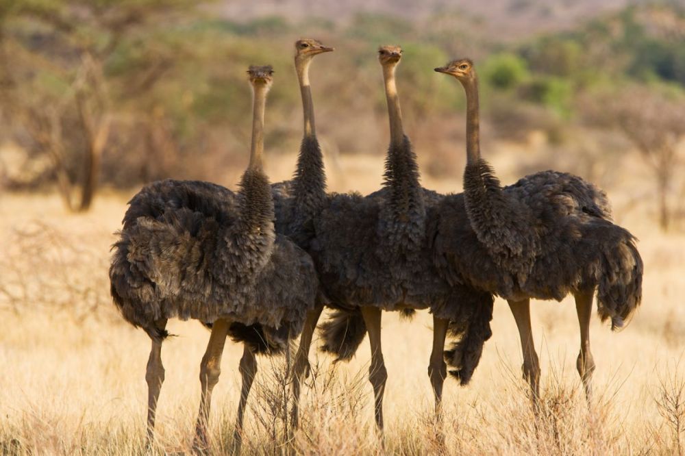 Young somali ostriches