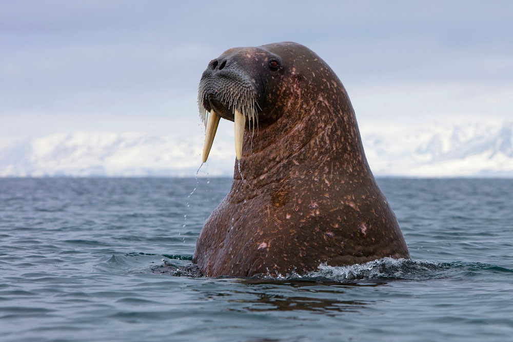 Walrus in ocean