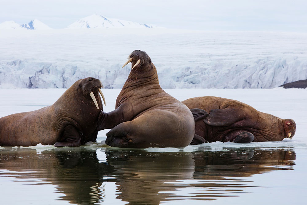 Walrus on fjord ice
