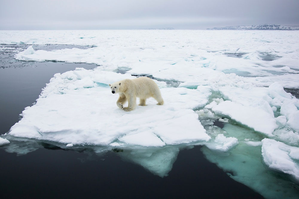 Polar bear in the landscape walking on pack ice