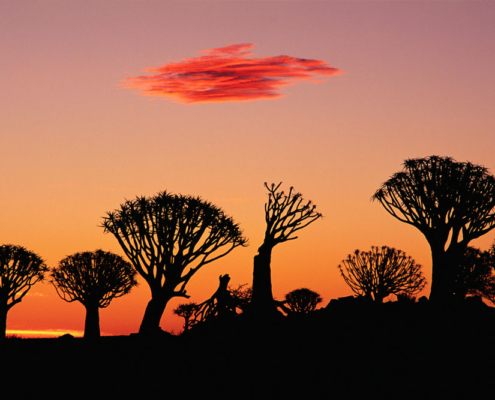 Quiver Tree Silhouettes at Sunset