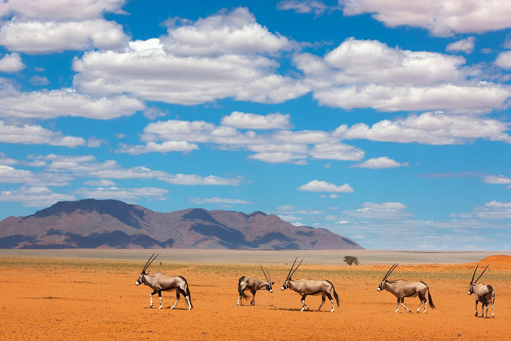 Oryx in desert