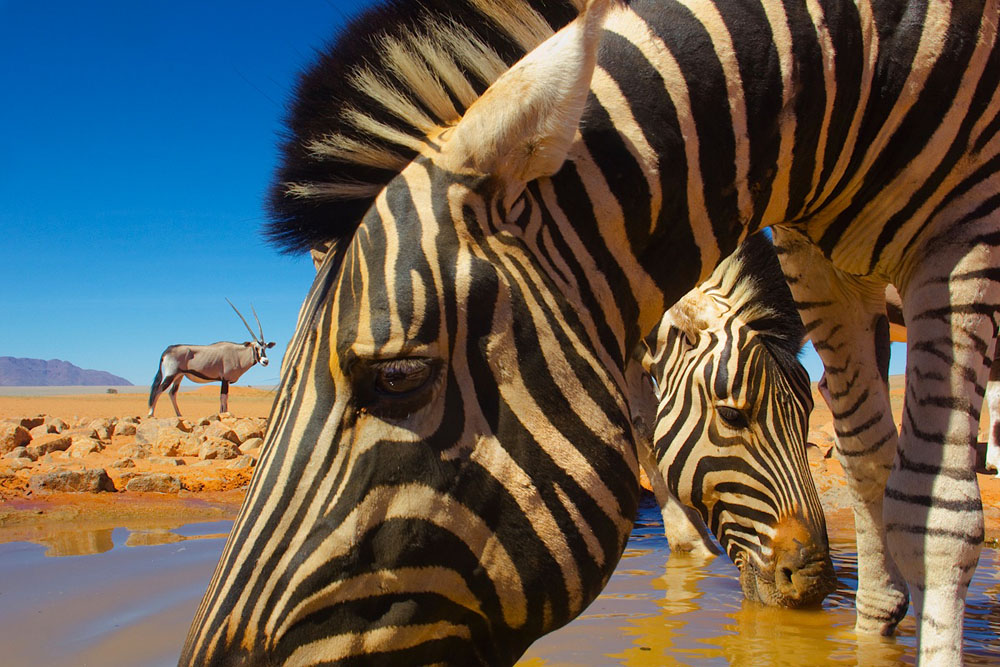 Zebras at water hole