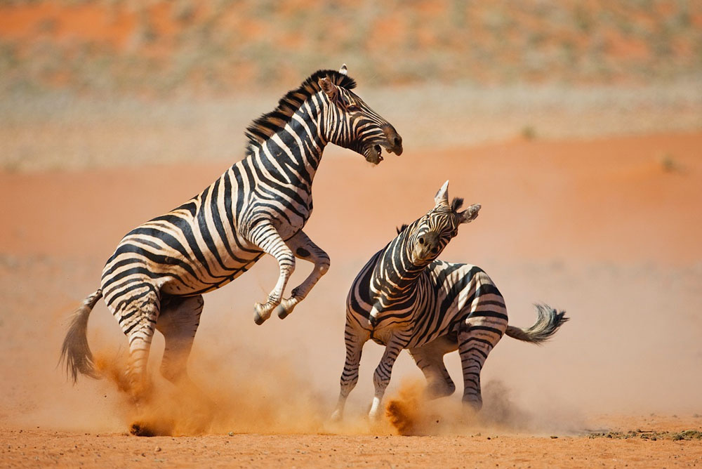 Zebras stallions fighting