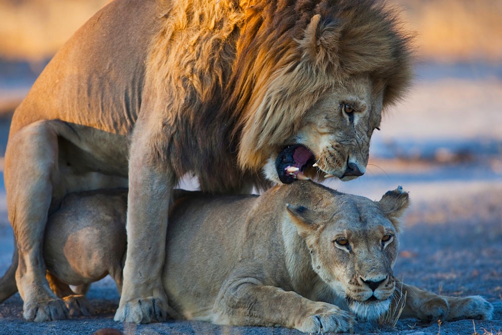 Botswana, Okavango Delta, Moremi; lions mating