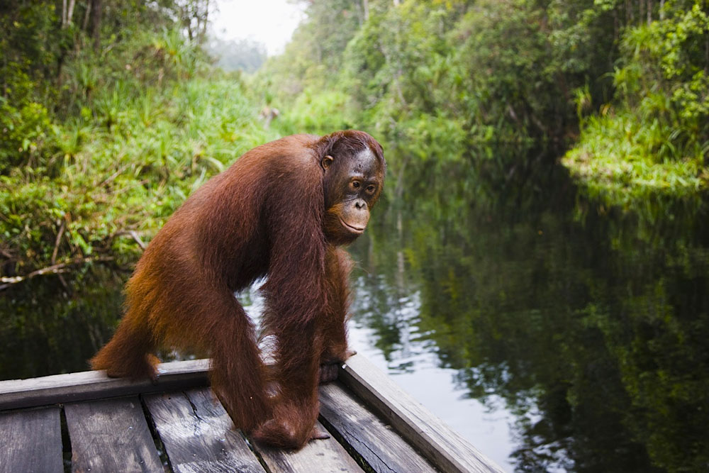 Sub adult male orangutan