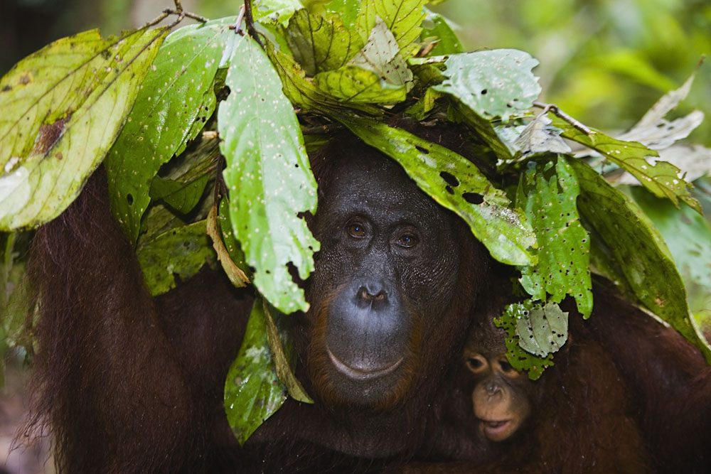Orangutan mother with baby in rain