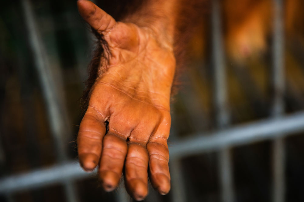 As a victim of the illegal pet trade, a young orangutan is cage bound but safe and well taken care of at the Sumatran Orangutan Conservation Program’s Care Center.