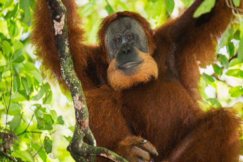 A critically endangered male orangutan quietly rests in a tree