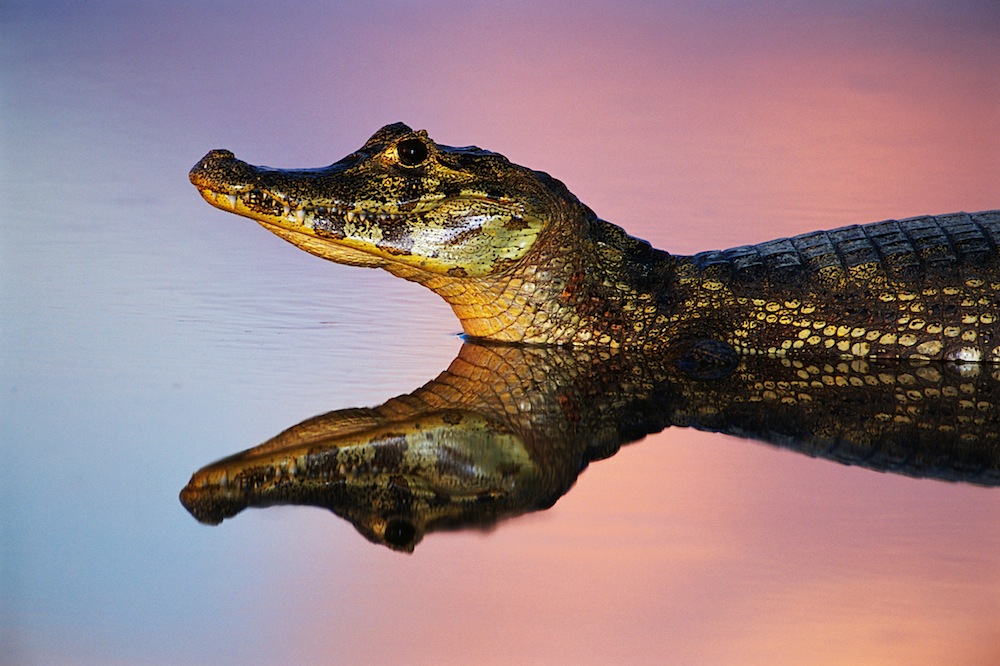 Caiman and Reflection in Lagoon