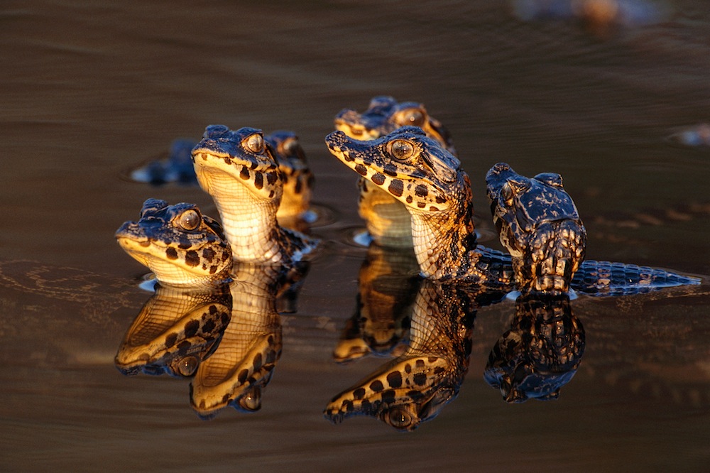 Young Caimans in Water