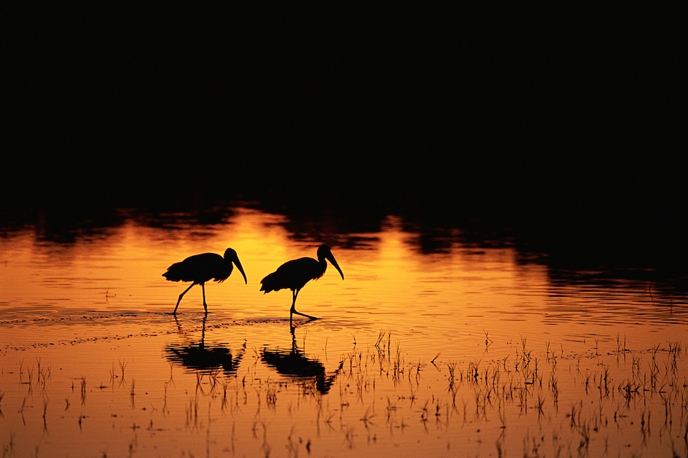 Wood Storks Walking Through Lake at Sunset