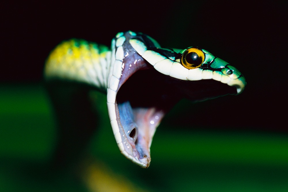 Parrot Snake with Mouth Open