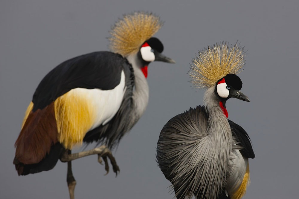 Crowned cranes, Ndutu, Ngorongoro Conservation Area