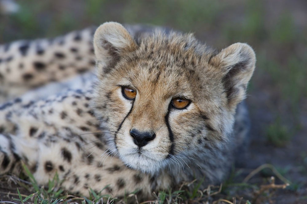 Cheetah cub lying in grass, Ndutu, Ngorongoro Conservation Area