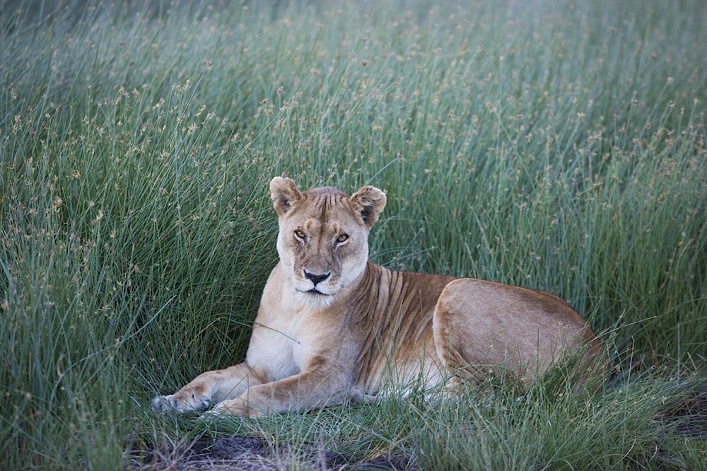 Lioness resting in tall grass, Ndutu, Ngorongoro Conservation Area