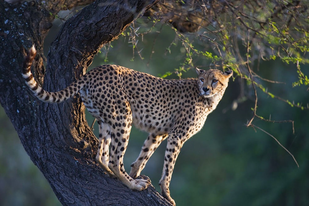 Female cheetah in tree looking out for prey, Ndutu, Ngorongoro Conservation Area