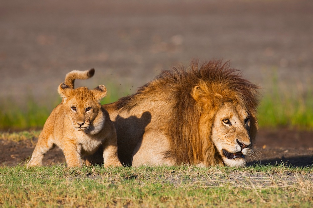 Male lion with cub, Ndutu, Ngorongoro Conservation Area