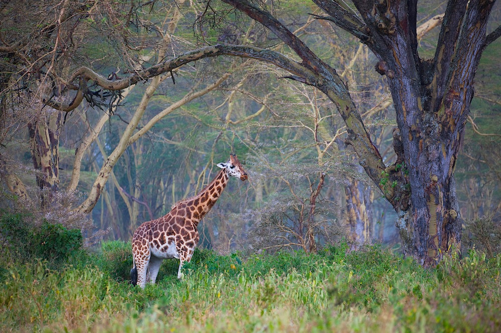Kenya, Lake Nakuru National Park, Rothschild’s giraffe in forest