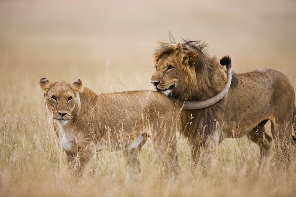 Kenya, Maasai Mara Game Reserve; lion mating pair in tall grass