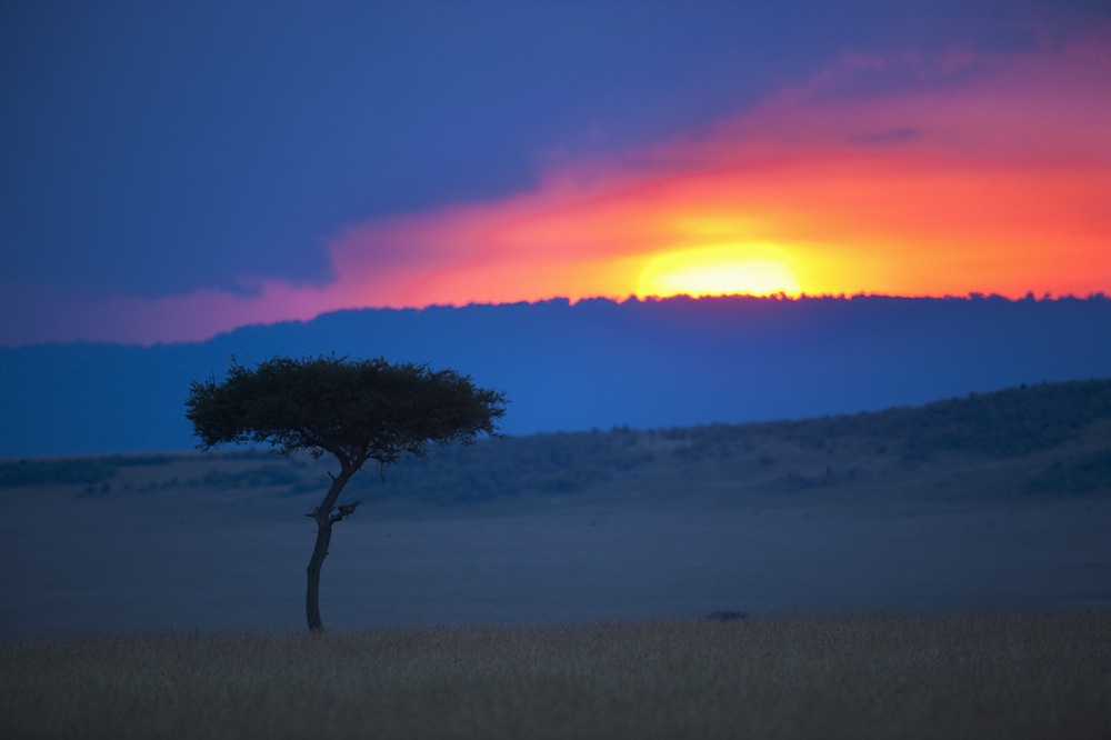 Kenya, Maasai Mara Game Reserve, savannah with single tree at sunset