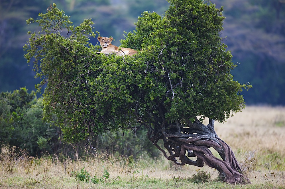 Kenya, Nakuru; lioness resting on top of tree