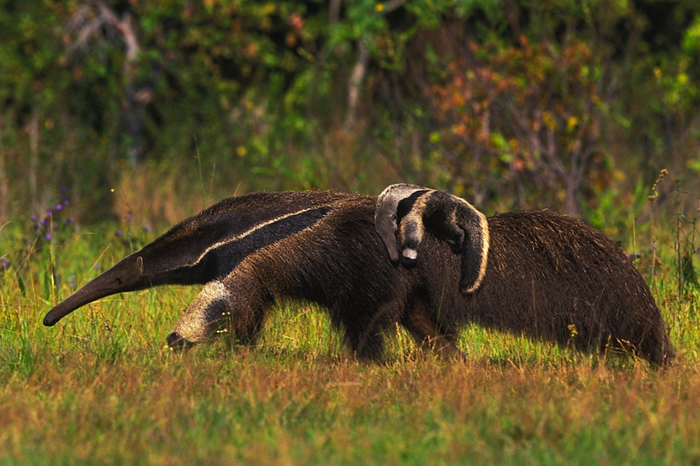 Giant anteater walking in grassland, carrying baby anteater on its back