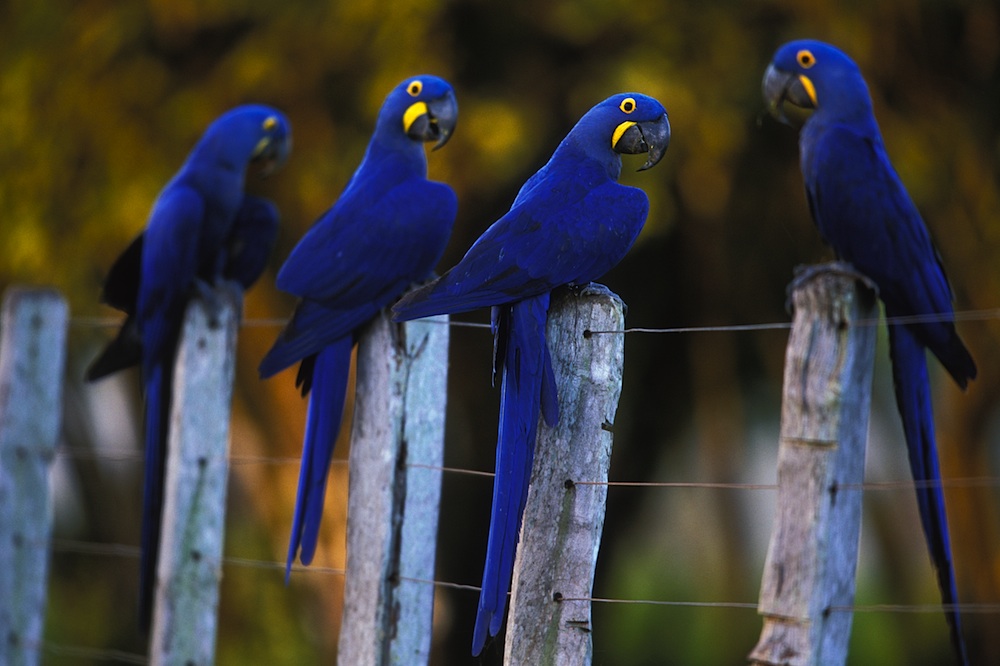 Hyacinth macaws (Anodorhynchus hyacinthinus) on farm fence