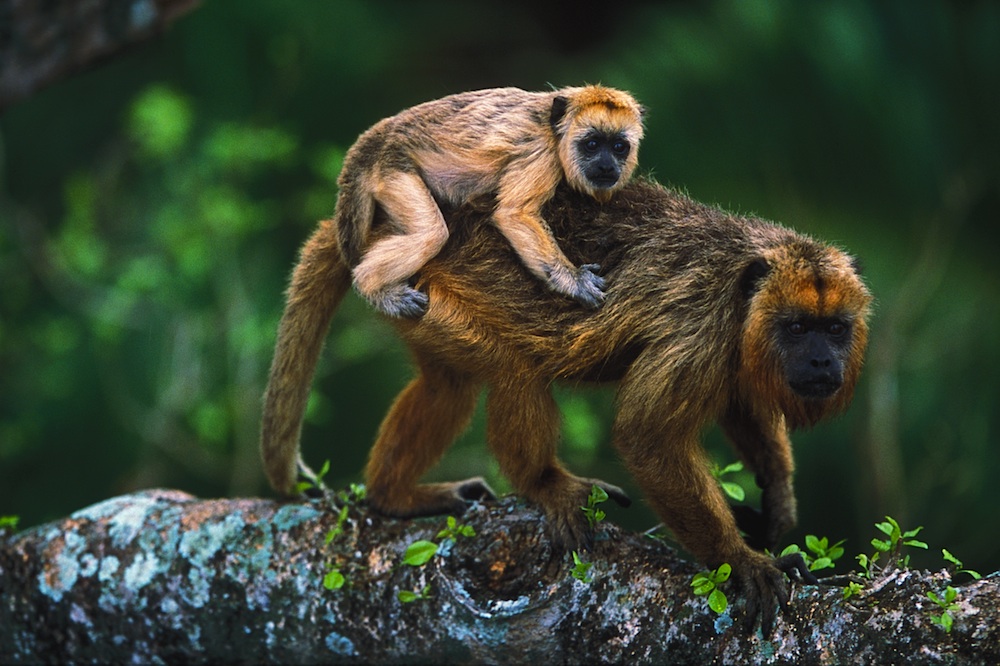 Female black howler monkey with baby on its back (Alouatta caraya)