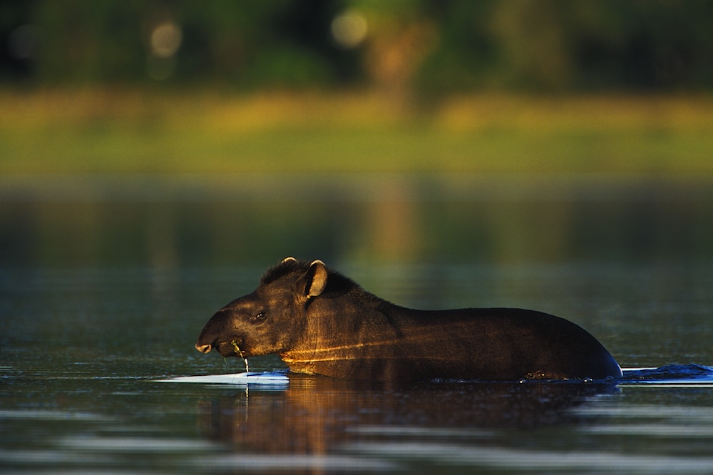 Tapir (Tapirus terrestris) feeding in lagoon
