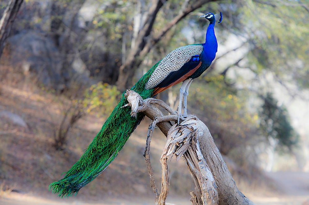 male Peacock in mating plumage