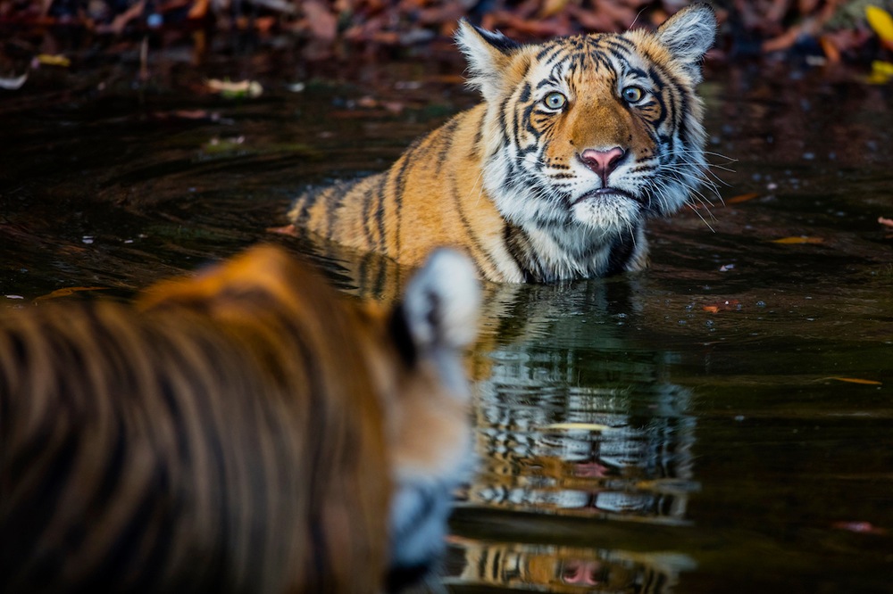 Bengal tigers in waterhole