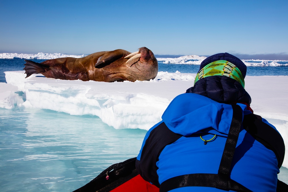 Wild Focus group member photographing walrus from Zodiak