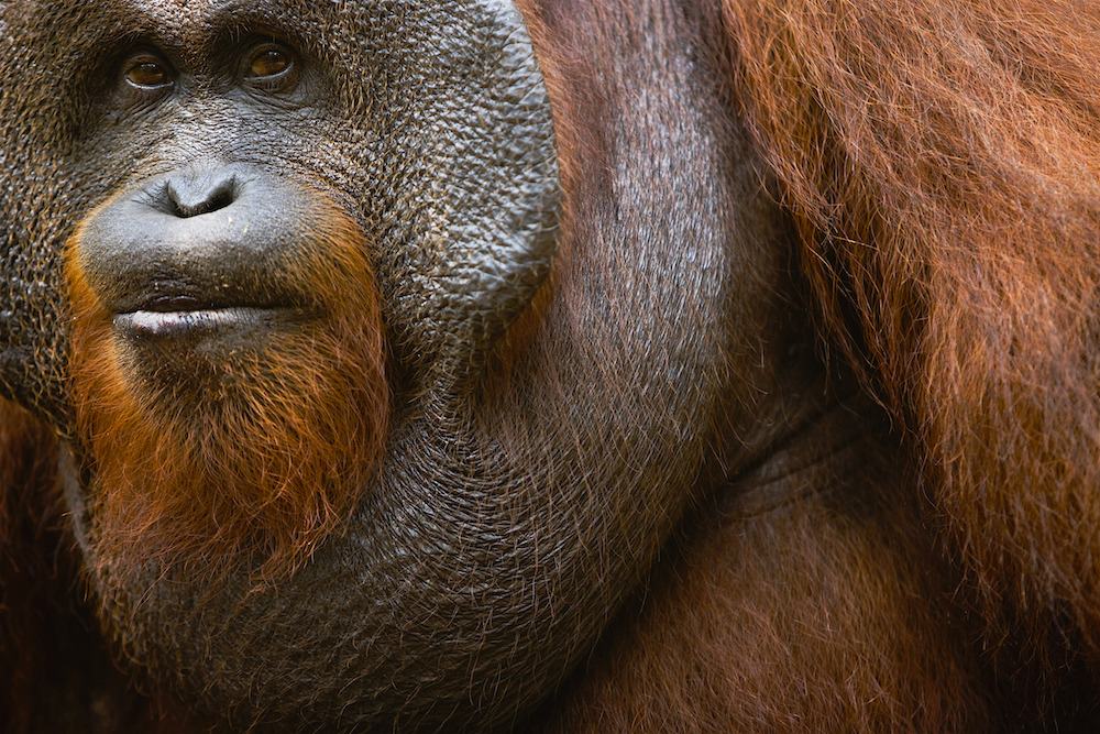 A dominant male orangutan portrait