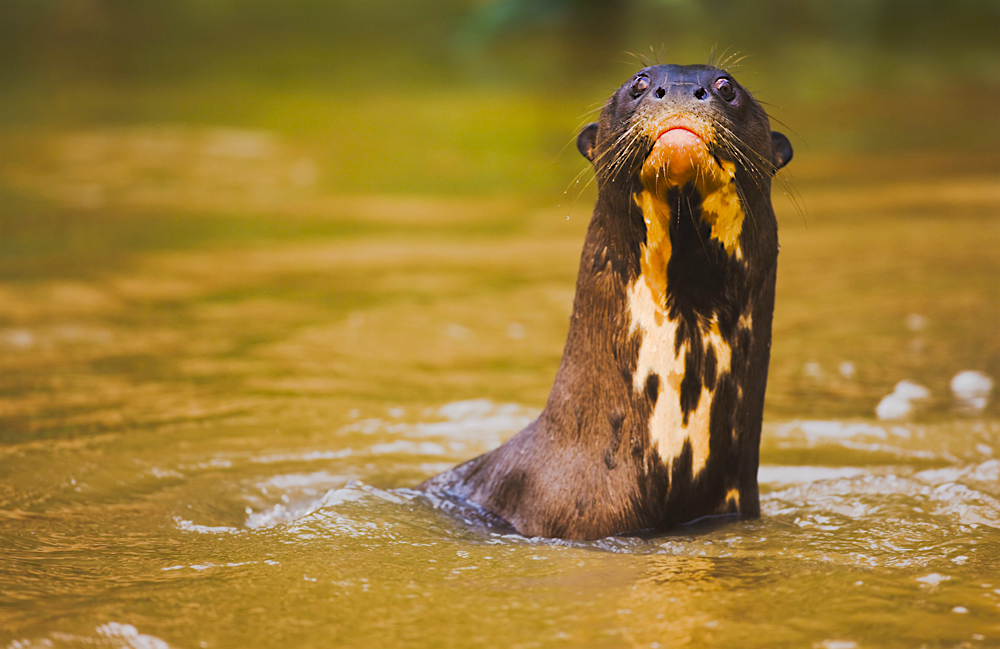 A giant river otter stretches his neck and head out of the water for a better look.