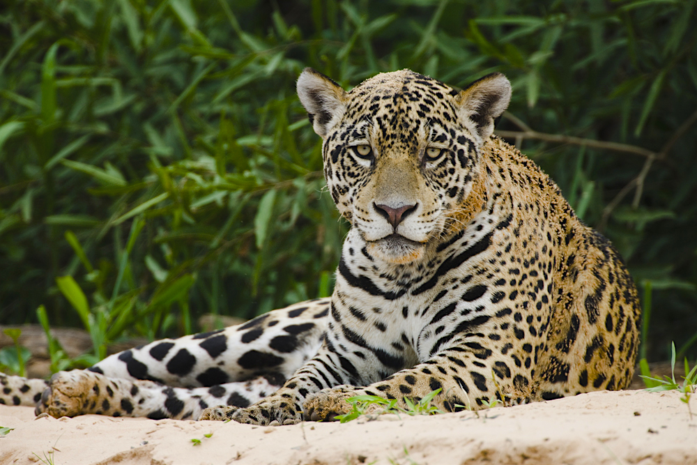 A jaguar rests on a sand bank