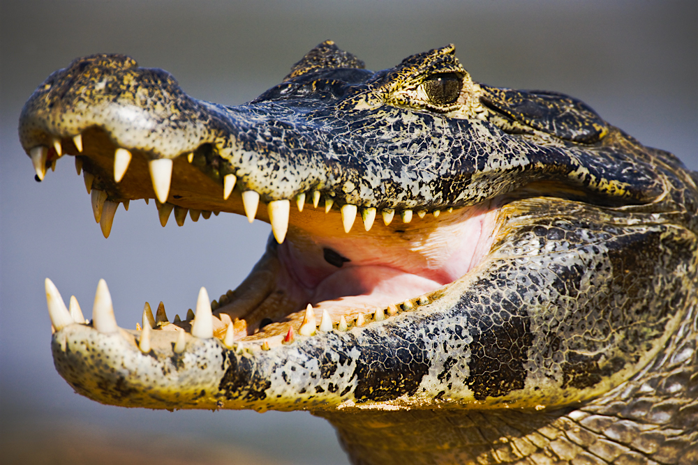 While sunning itself, a caiman with open mouth exposes teeth on the sand bank of the Cuiaba River