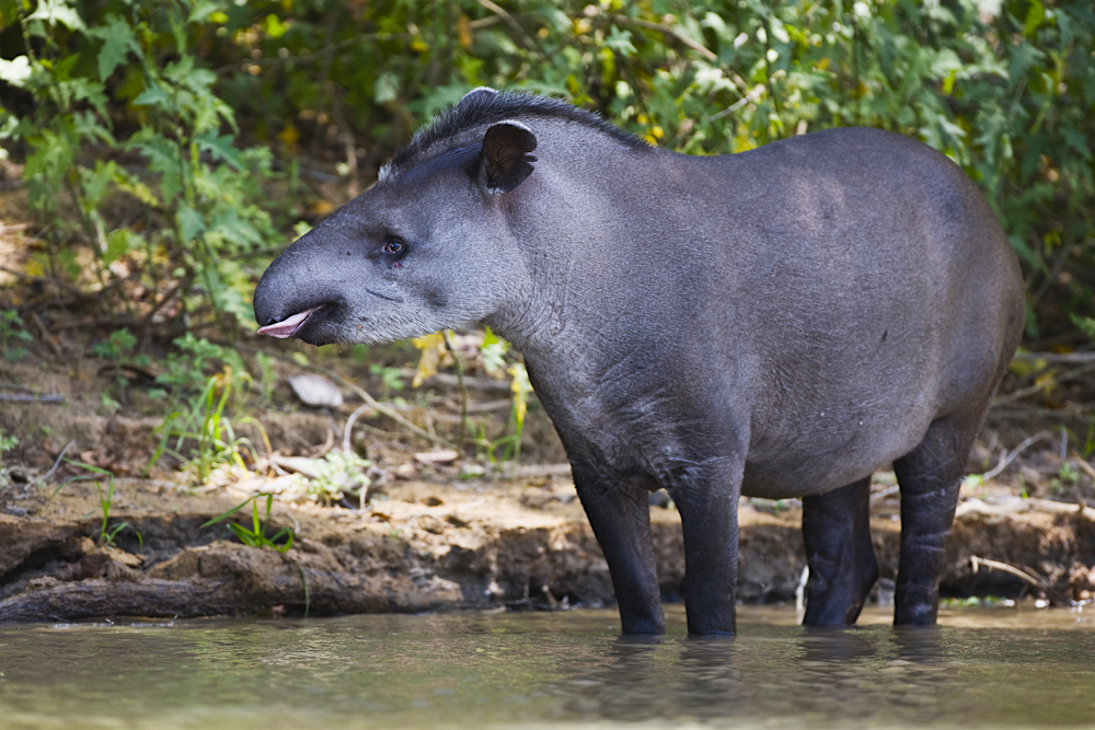 A tapir walking along the river shore