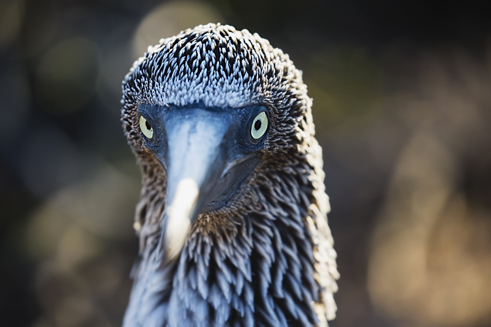 Head of a blue-footed booby