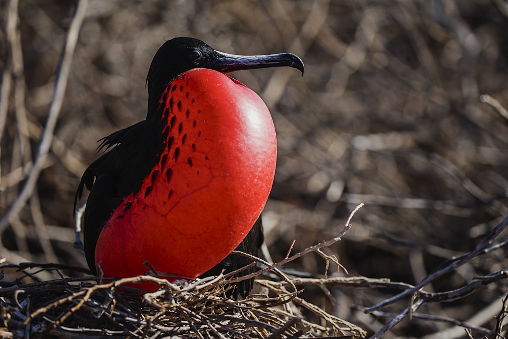 A Great Frigate Bird with an inflated gular sac