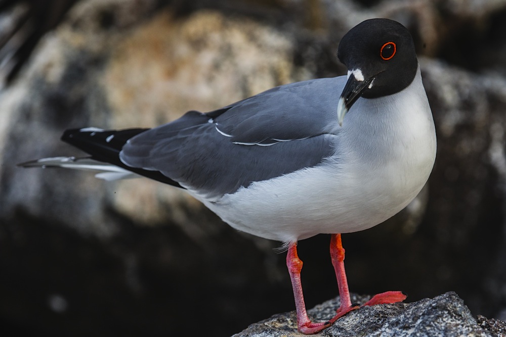 The bright red outline of the Swallow-tailed gull’s eye stands out