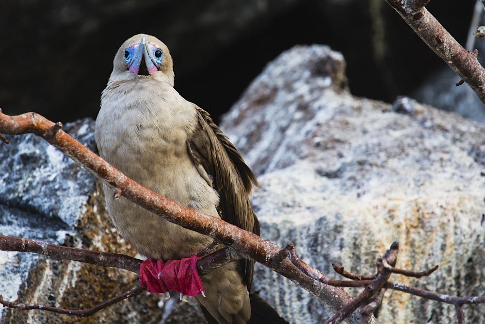 The bright red feet stand out on a Galapagos red-footed booby resting on a branch of a tree
