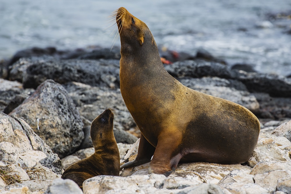 A mother sea lion and pup
