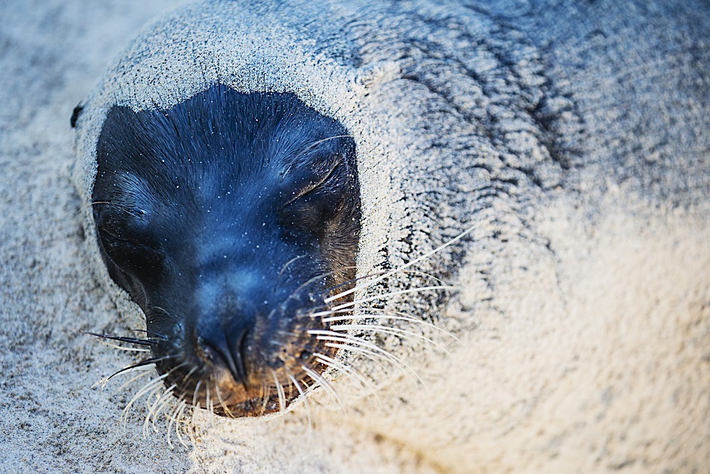 A Galapagos sea lion on the beach encrusted in sand