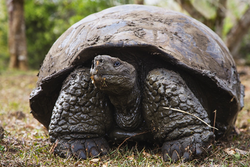 A muddy Galapagos Giant Tortoise