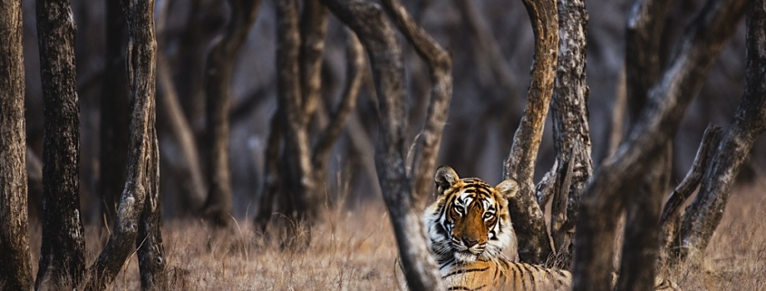 Obscured by the trees of the forest, a tigress looks out