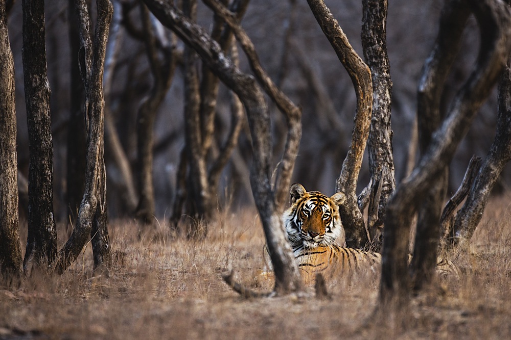 Obscured by the trees of the forest, a tigress looks out