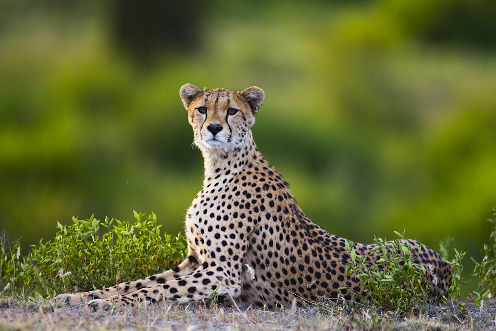 A very alert female cheetah portrait